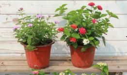 南京导游爆料视频最新版,最新爆料视频深度解析