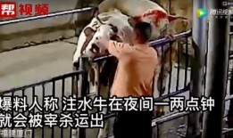 牛队爆料视频,精彩瞬间与幕后故事