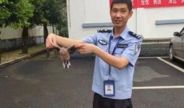 爆料救助小动物视频下载,揭秘救助小动物的感人瞬间