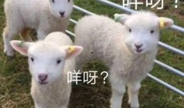 网红小羊吃瓜群微博号,揭秘娱乐圈幕后故事，带你领略网络红人魅力”